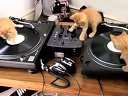 DJ ߹ۿ