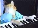 Keyboard Cat