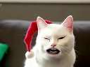 Yodeling Cat ���˸���� �����������ô�����߹ۿ�