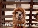 2011草泥马(春晚版《爱情买卖》)