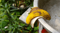 ʦץˮ߹ۿ