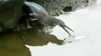 缫ƷԻ߹ۿ
