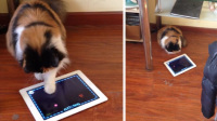ԭIpad