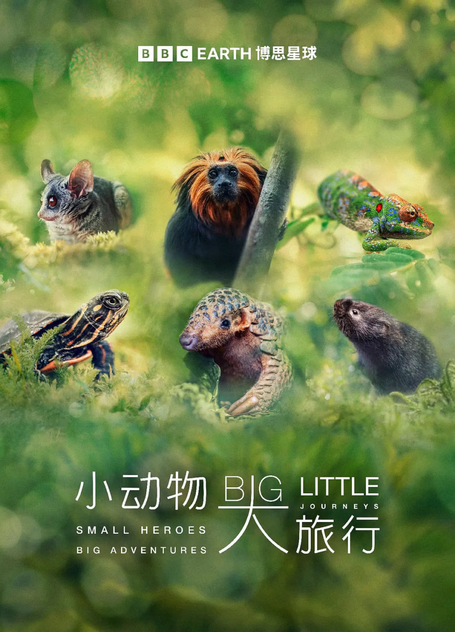 小动物 大旅行第一季迅雷下载